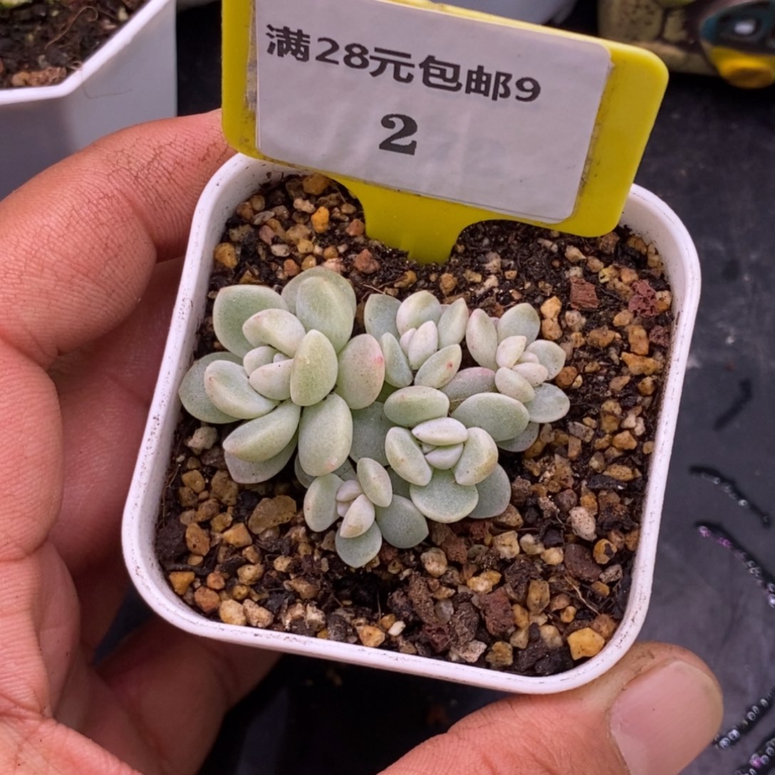 92冰玉5头小树，白底