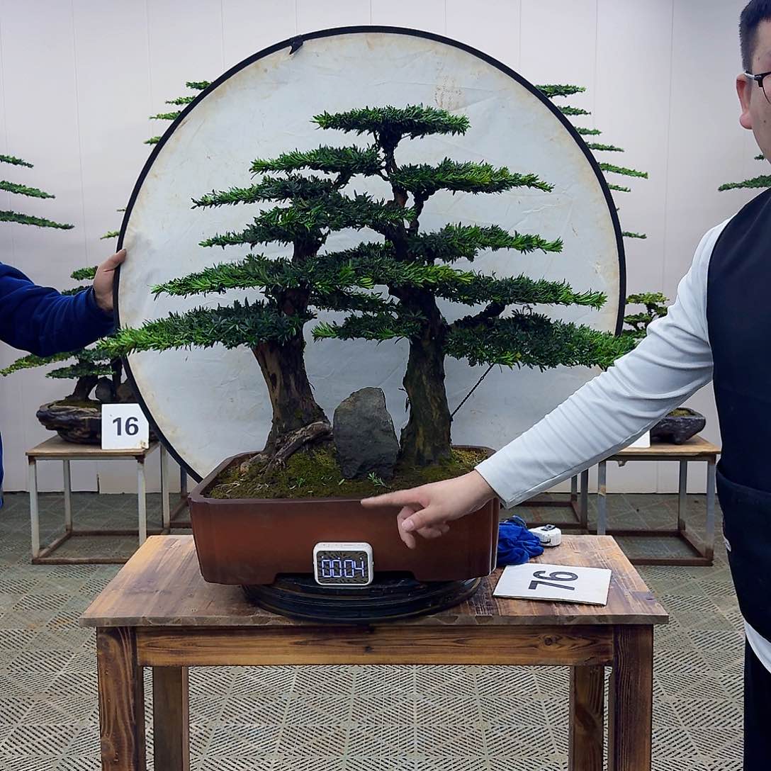 盆景米叶罗汉松盆景