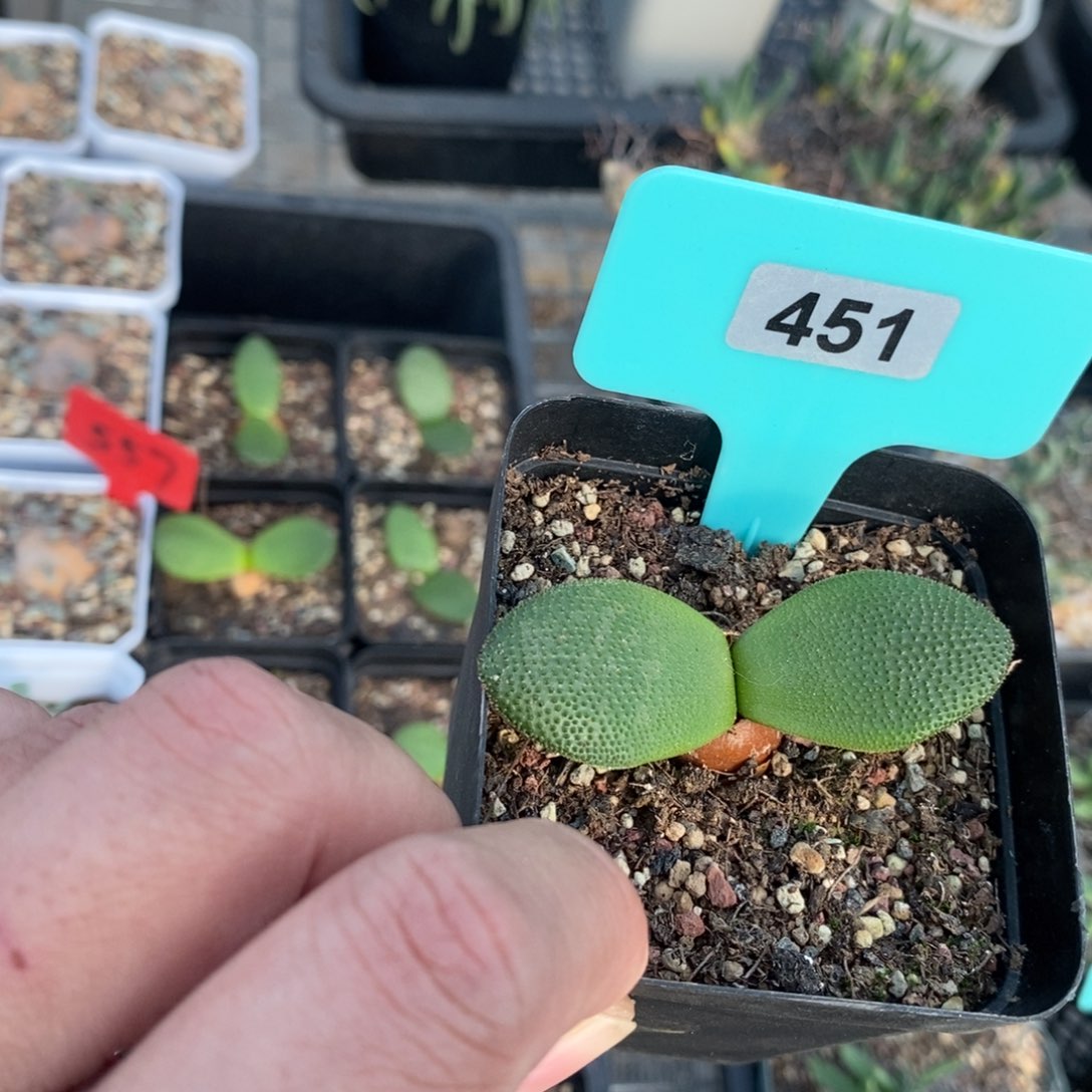 钢挫灯台百合一个