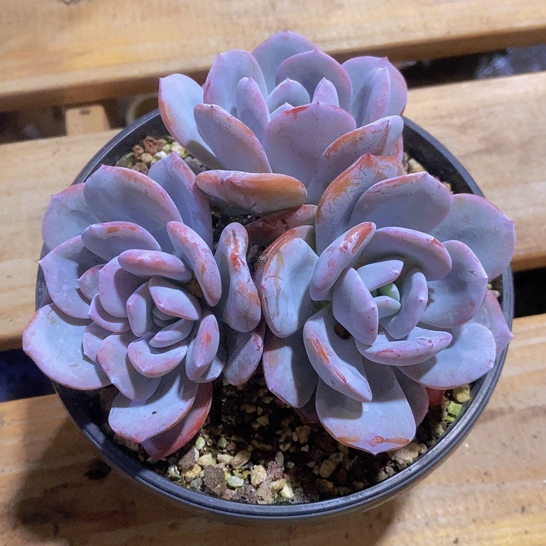 奶茶无砍群           