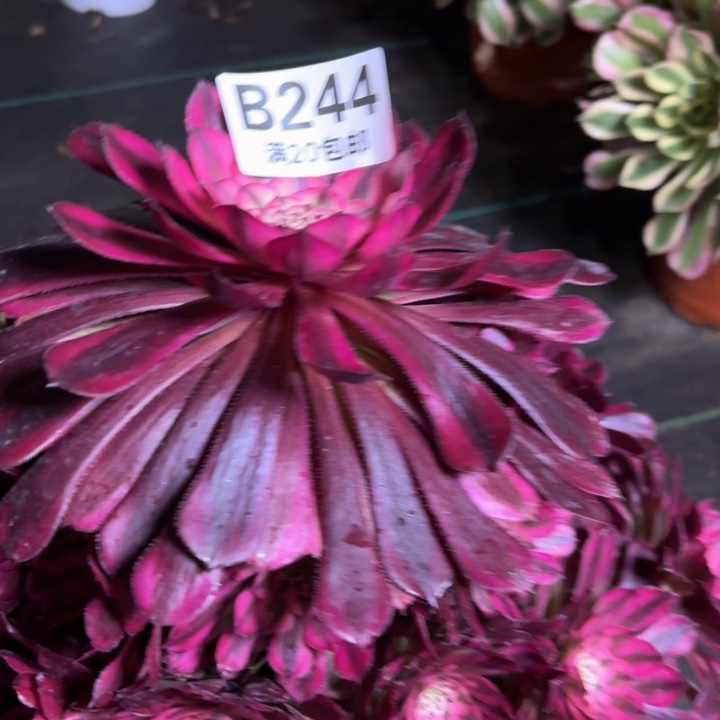 瑞妈一物一拍 244