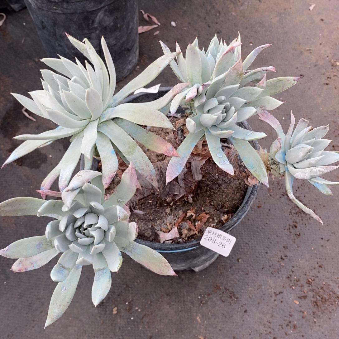 26号苹果叶瑕疵瑕疵