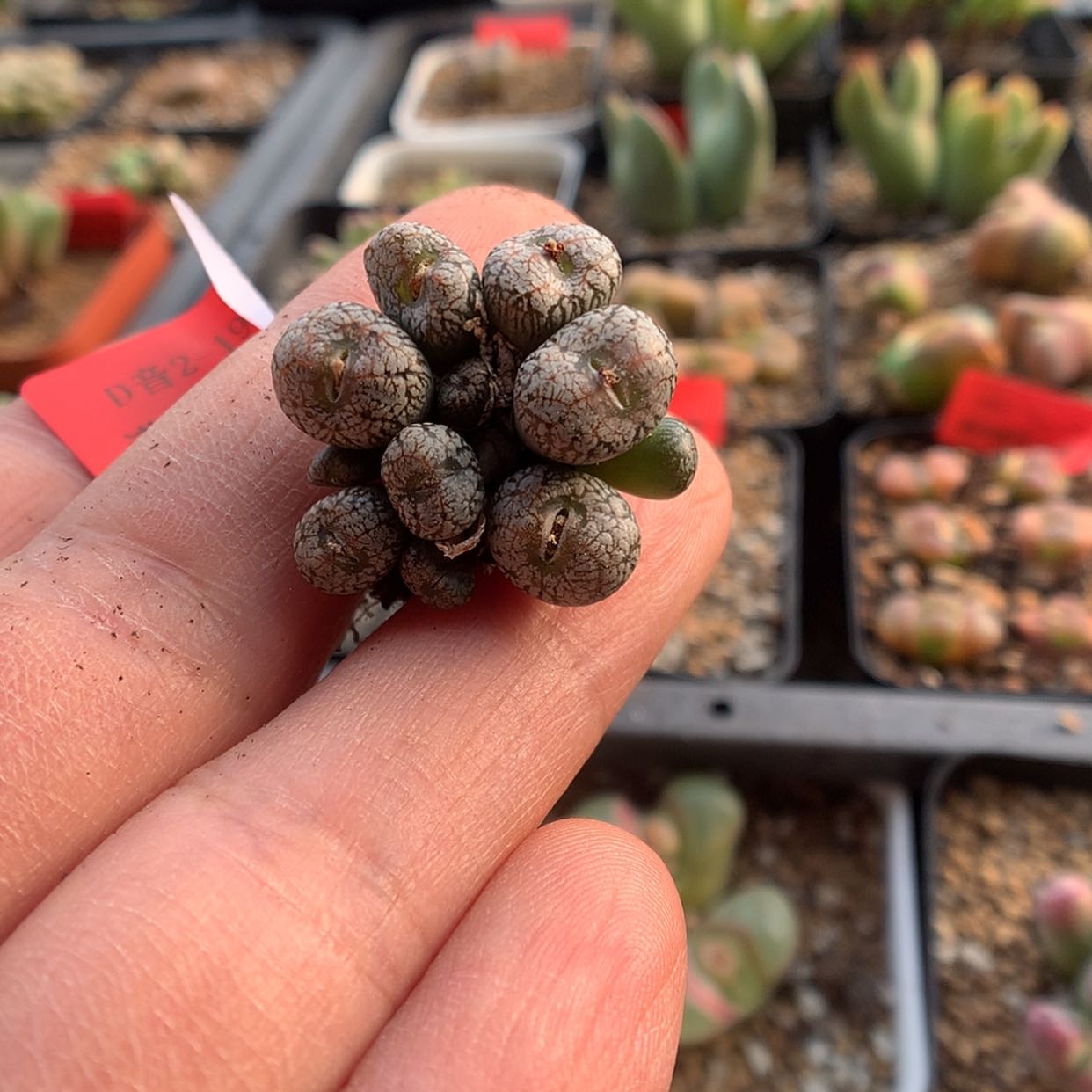 【闪购商品】2-19-15 康菩提一群特 50