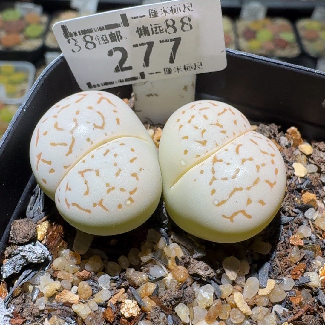 板娘清仓卖屁屁277