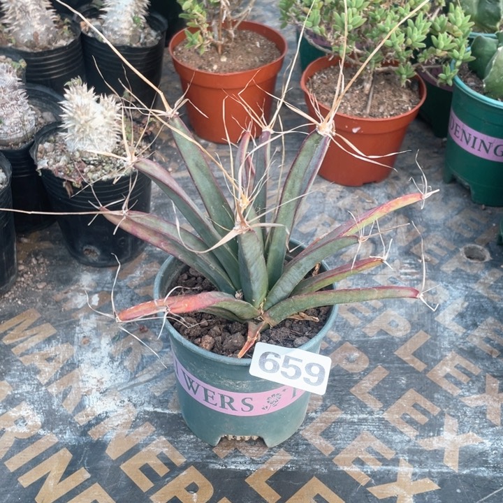 659实生大光山仙人球