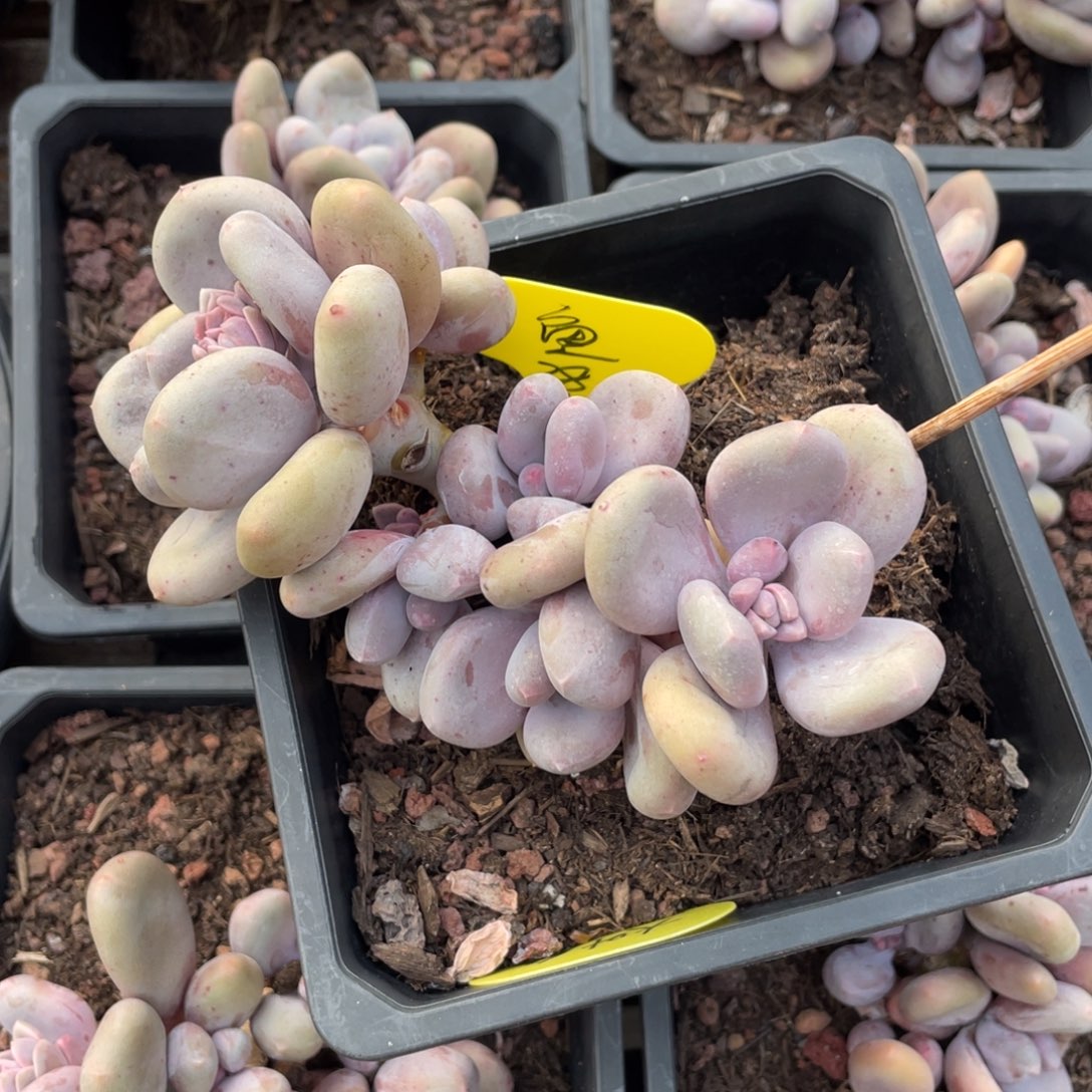 鱼大叶奶群生一个38多肉