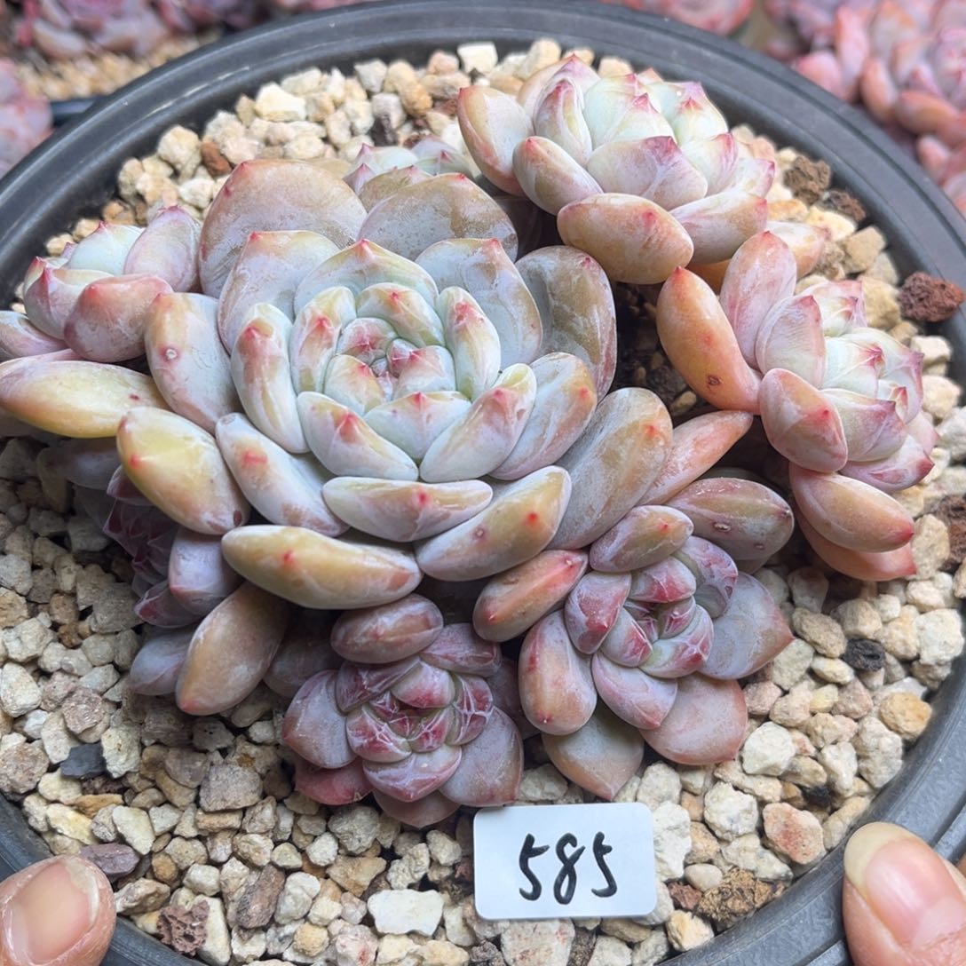 绿底紫心585/15cm8头