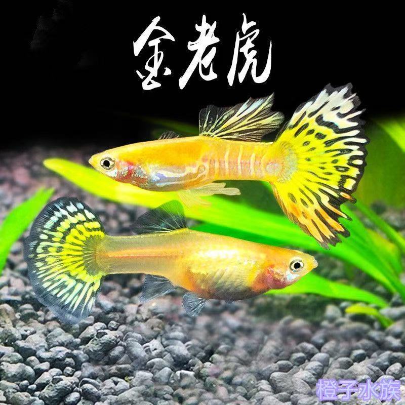 福利款金老虎+小飞象16条+4条【共20条】包邮包损到家