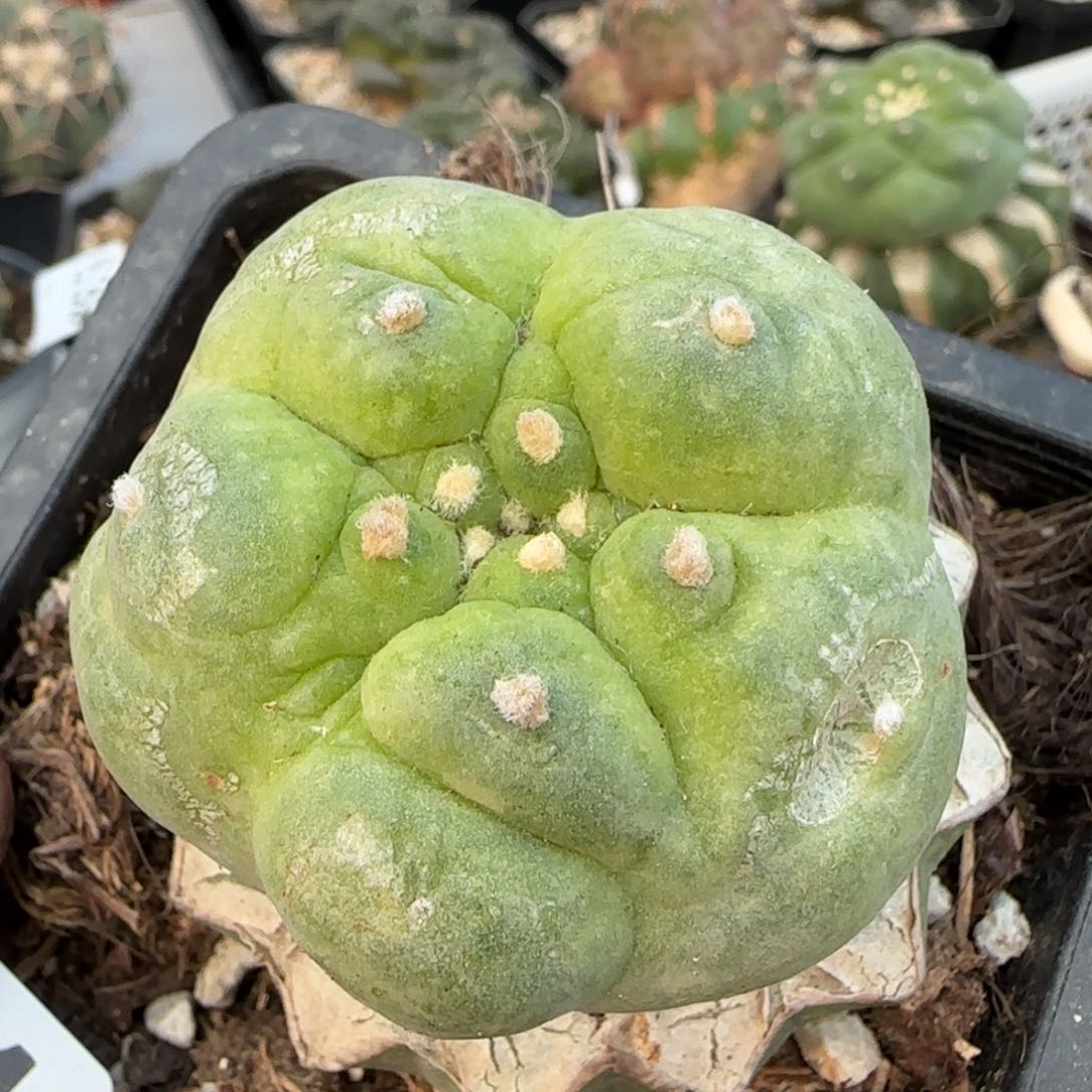 【闪购商品】大尤古田971