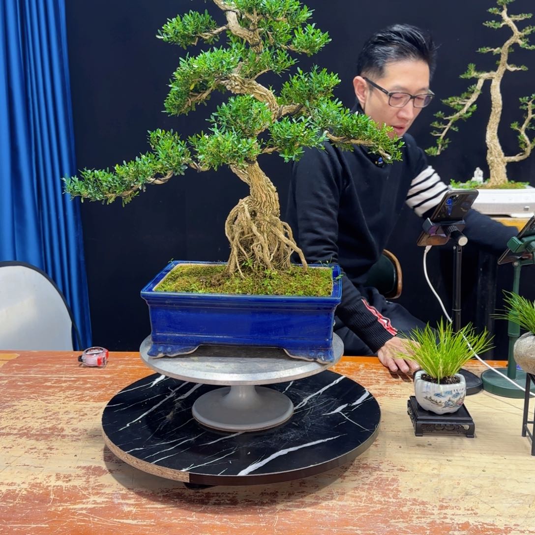 黄杨室内室外盆景艺术