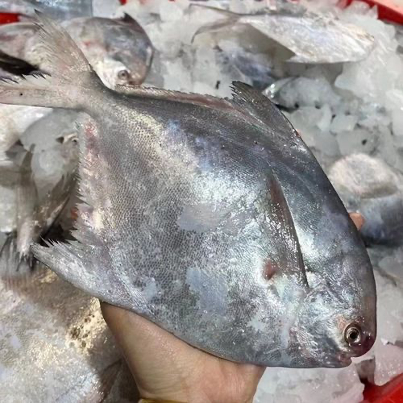 白鲳鱼 吕四码头鲜货顺丰包邮