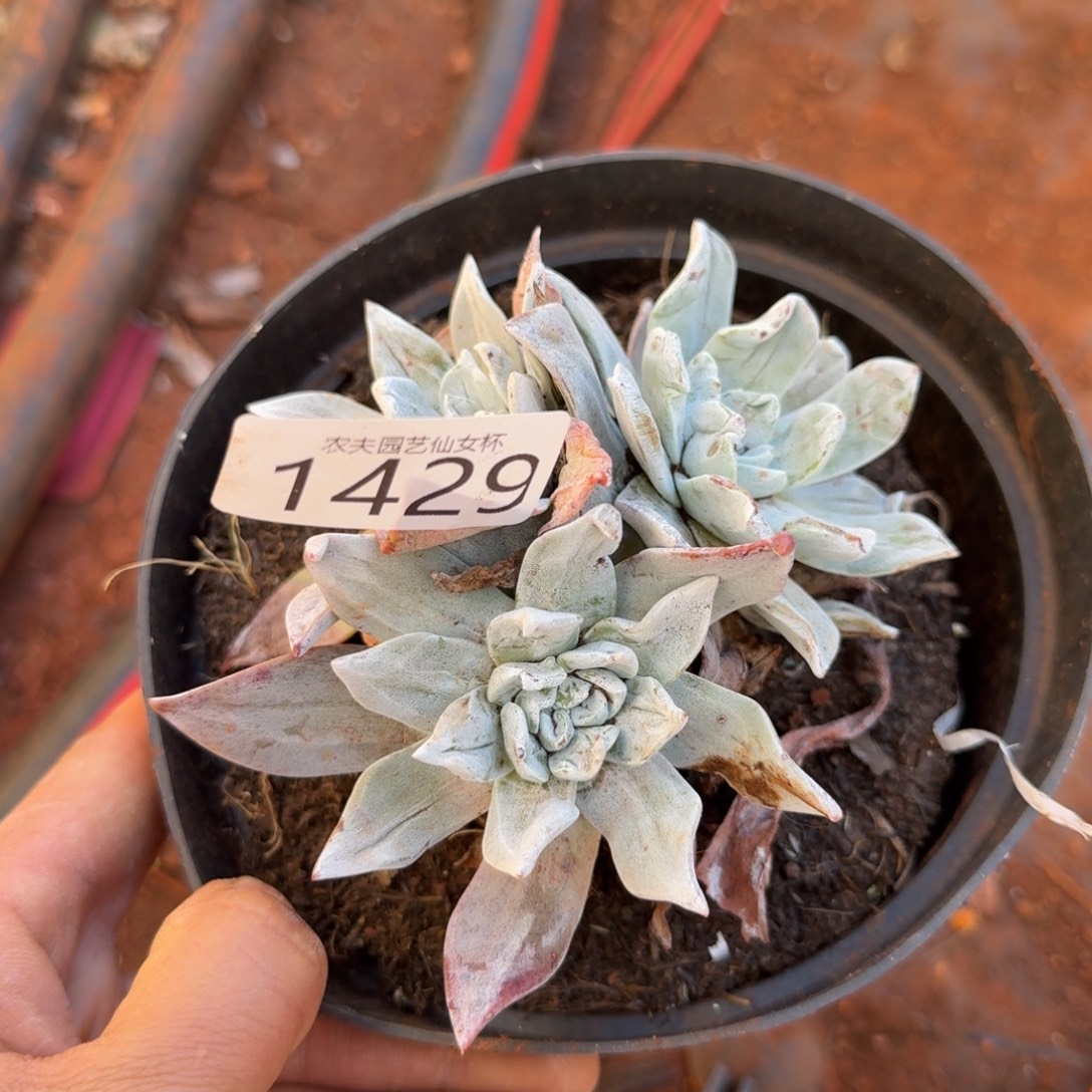 大花朵苹果叶仙女杯多肉福利