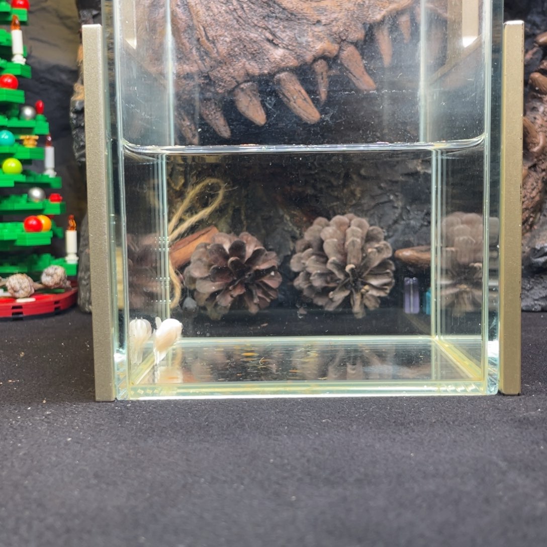 斗鱼十二月二十六日竞价母鱼