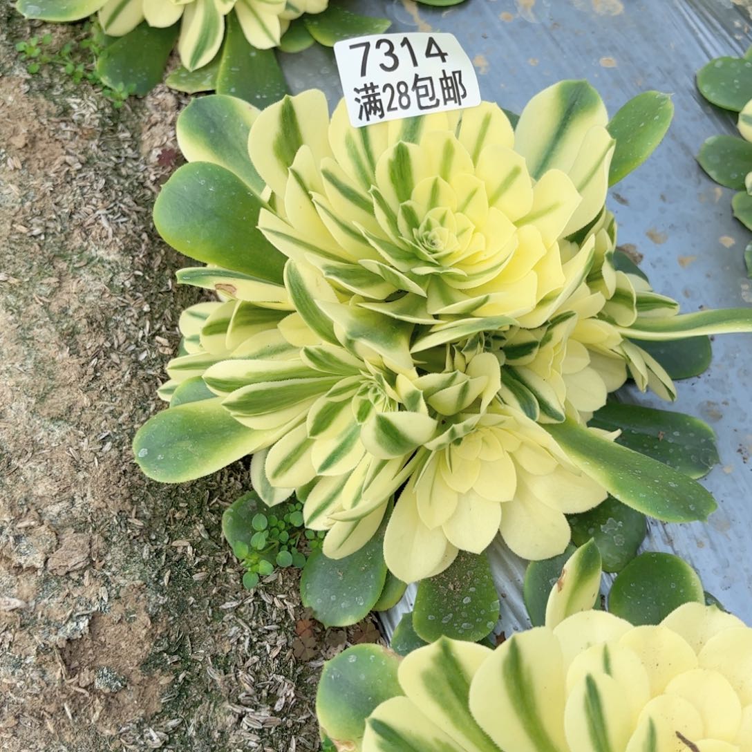 E.  7314悉尼亚多肉