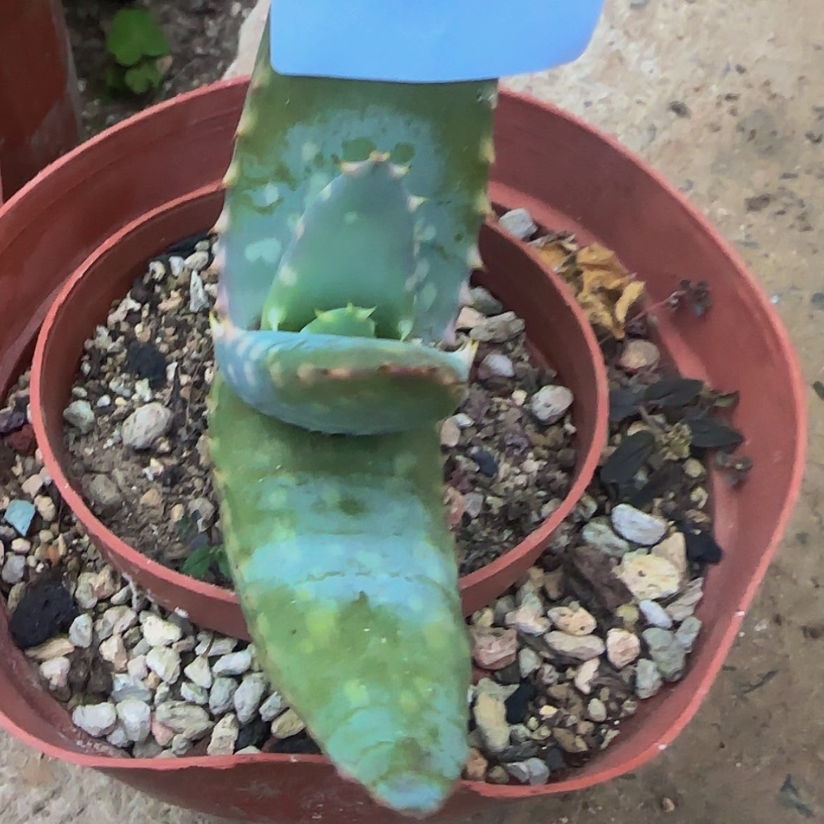 【闪购商品】马*块根植物