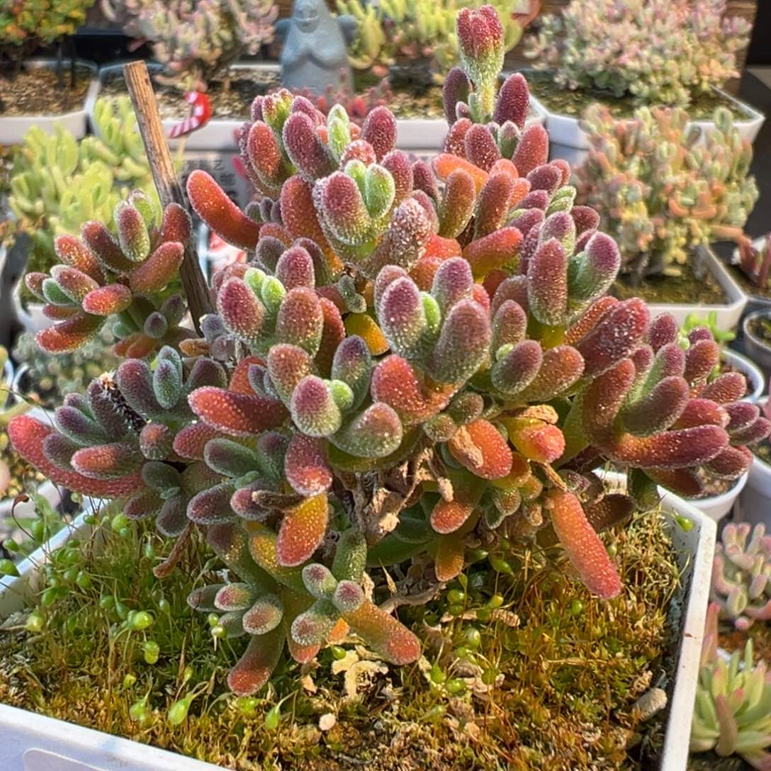 1-371琉璃老桩七方盆枝干番杏