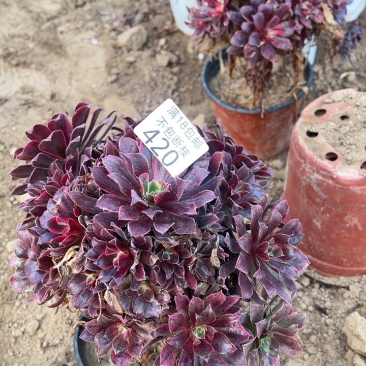 420蒙娜丽莎手捧2法师