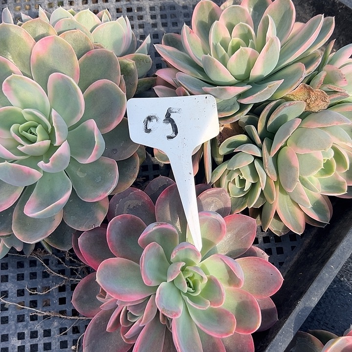 粉色维拉锦好好看看