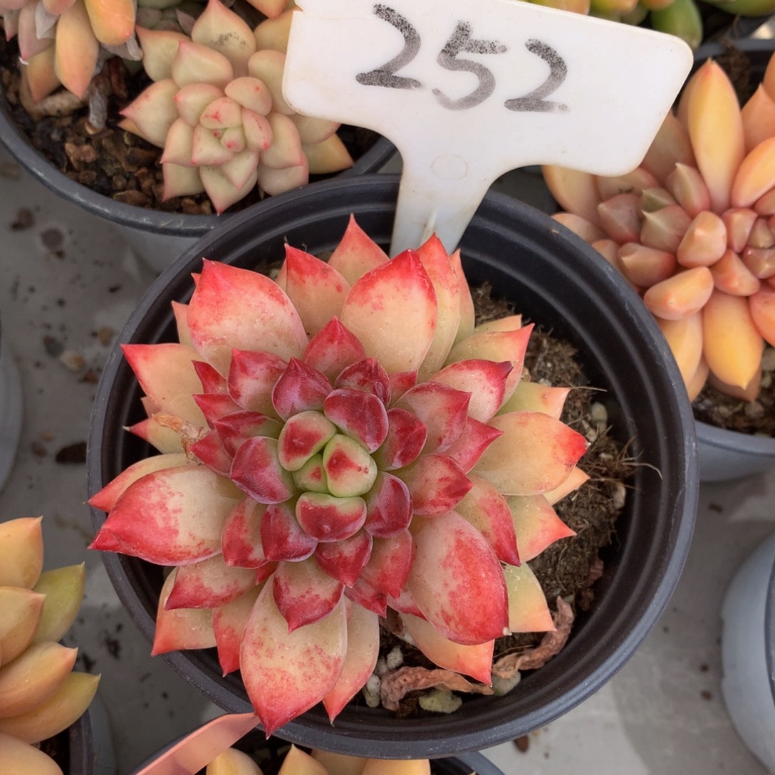 二代与626267272727227