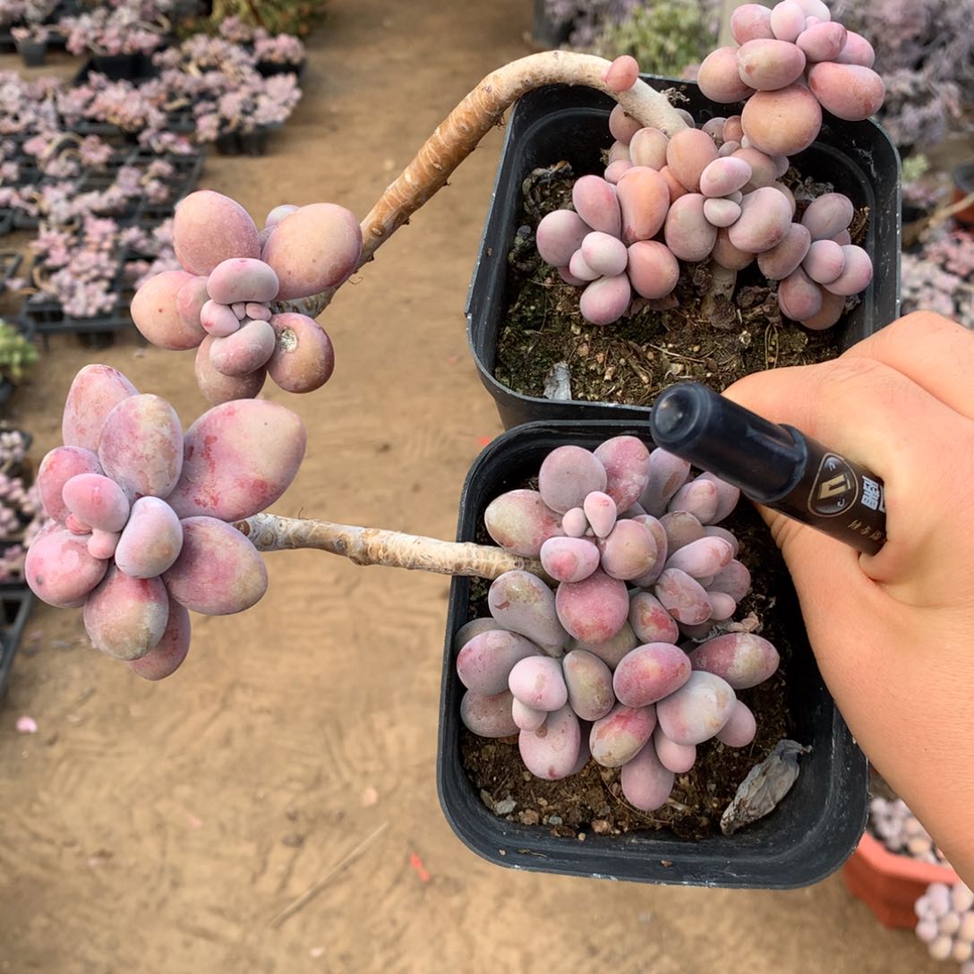 桃蛋老桩60号有叶伤两颗