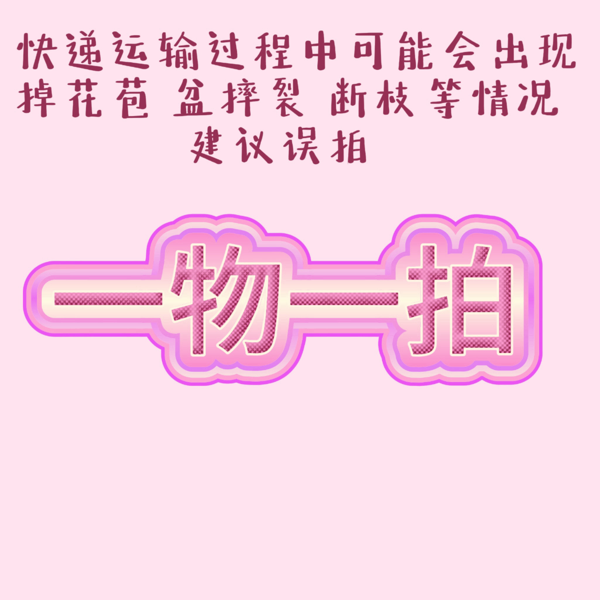独颗灌木月季盆栽多季开花一物一拍