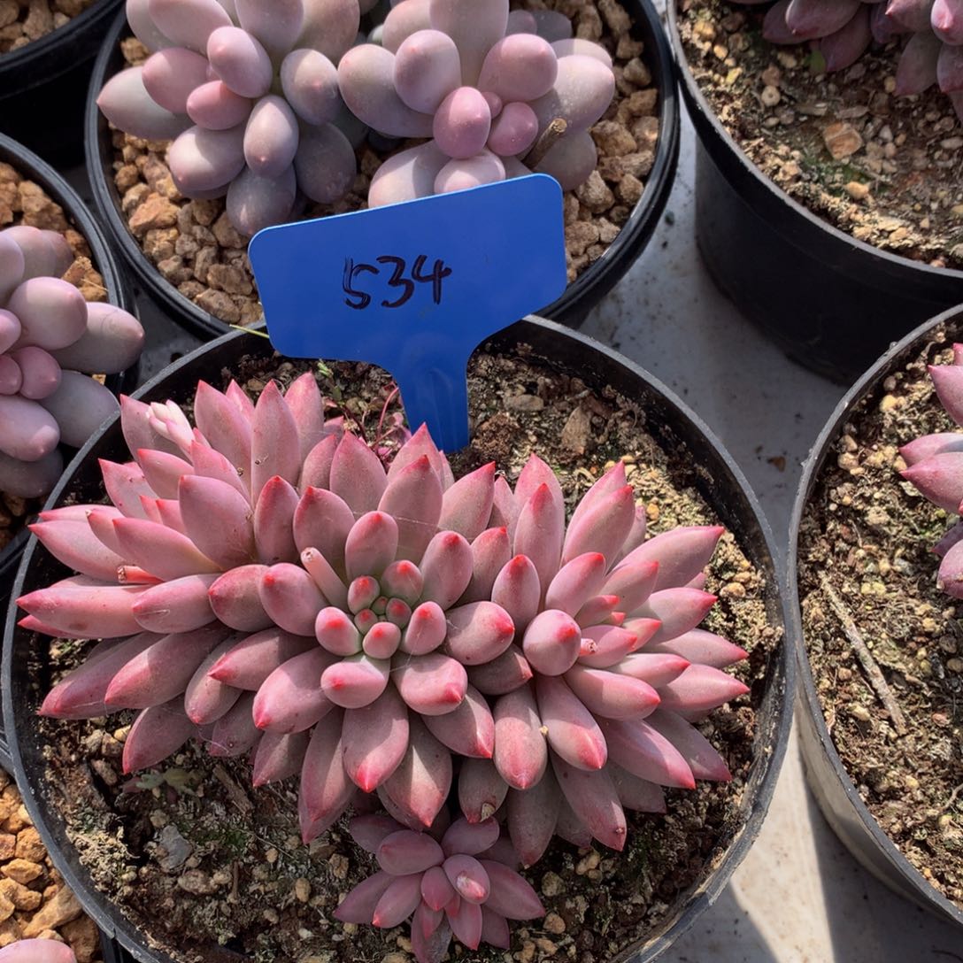 虞美人7263737737373