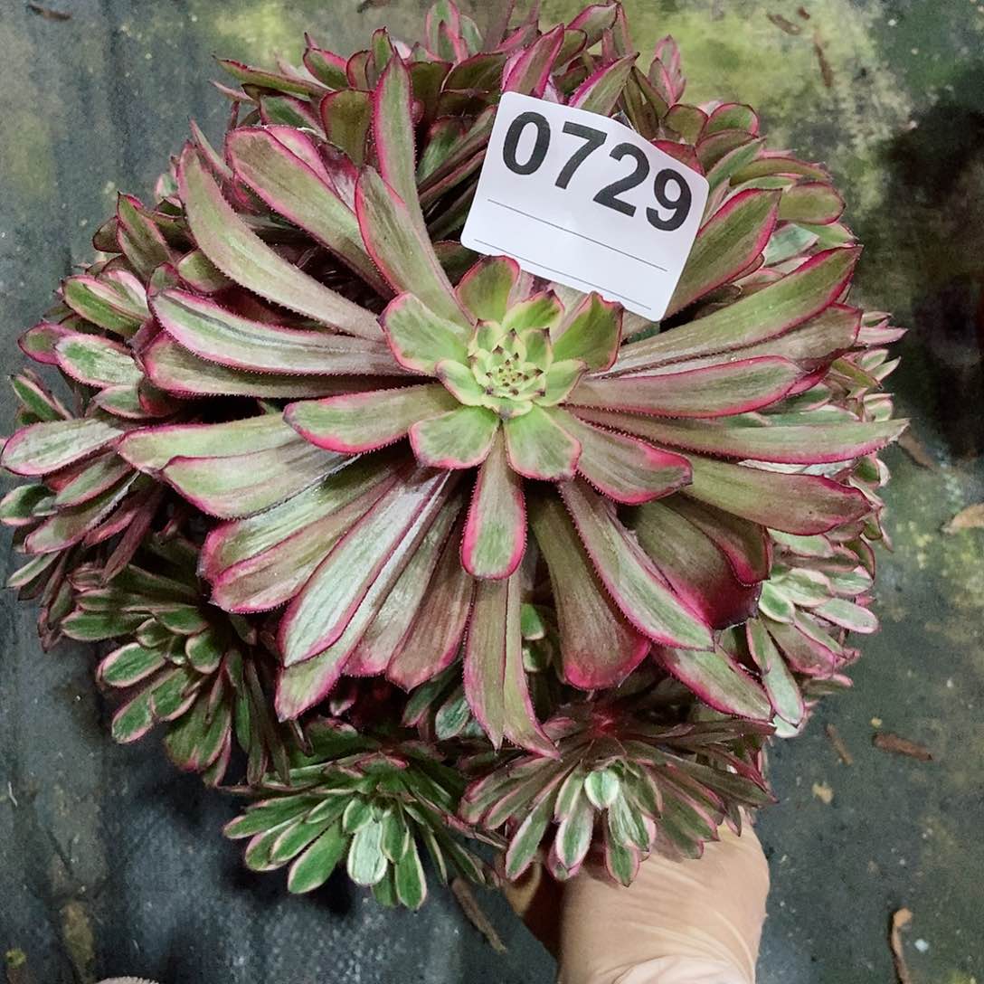 红陶0729紫霞3多肉