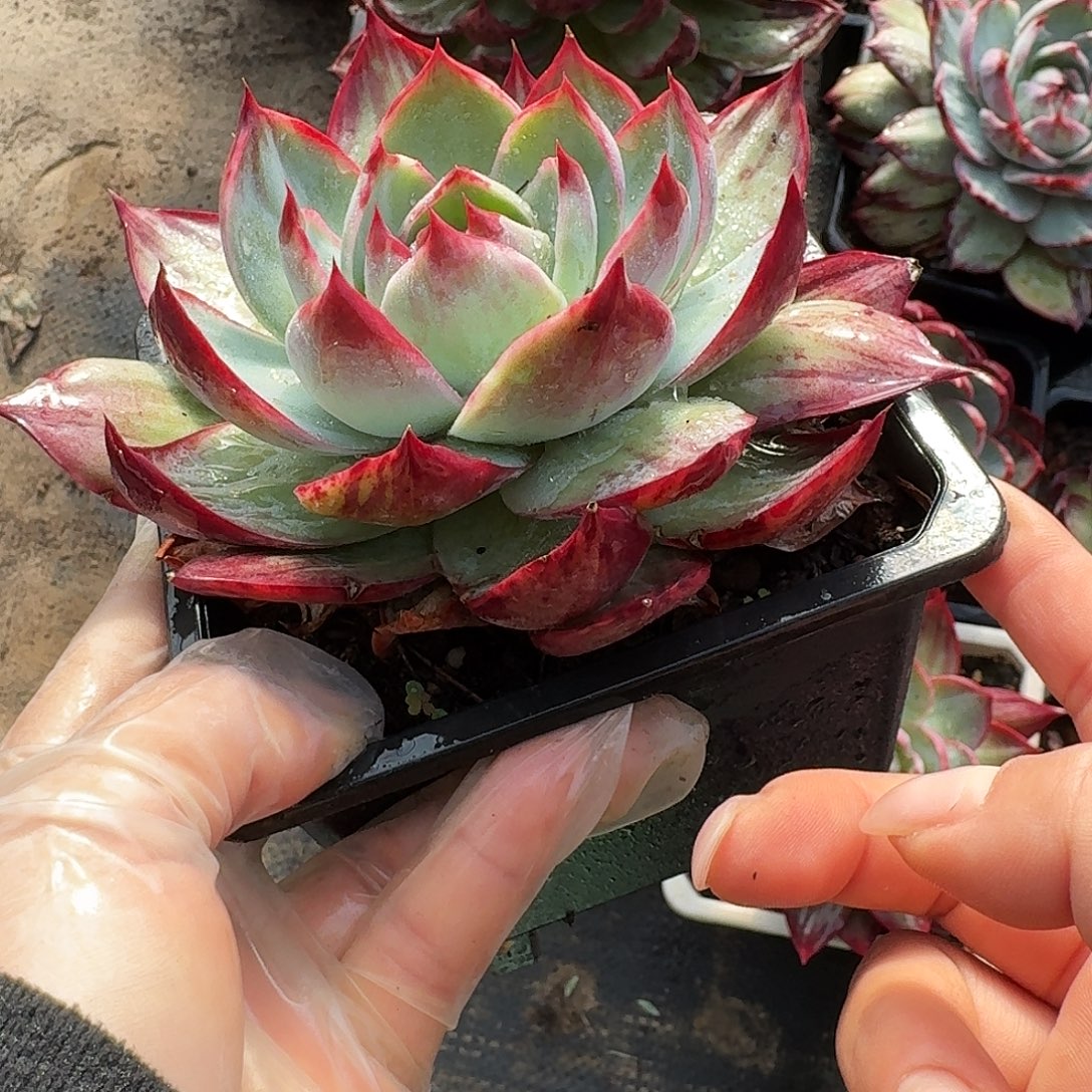 惊鸿惊鸿惊鸿拉丝 10 公分