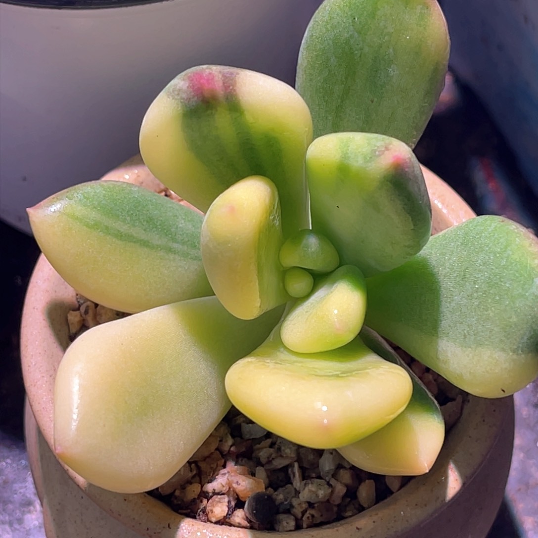 多肉特价青星美人锦头盖