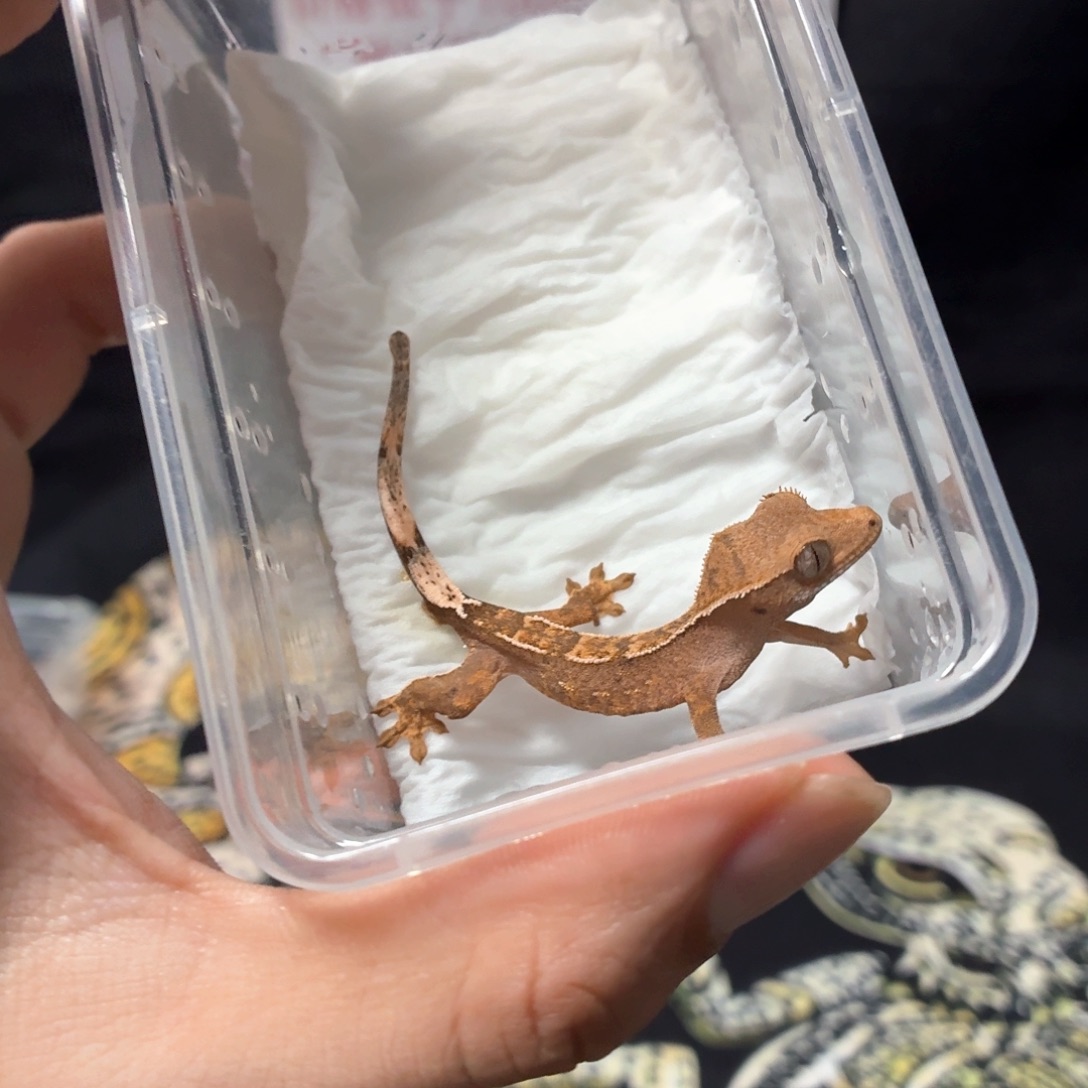 睫角守宫睫角守宫可爱入门