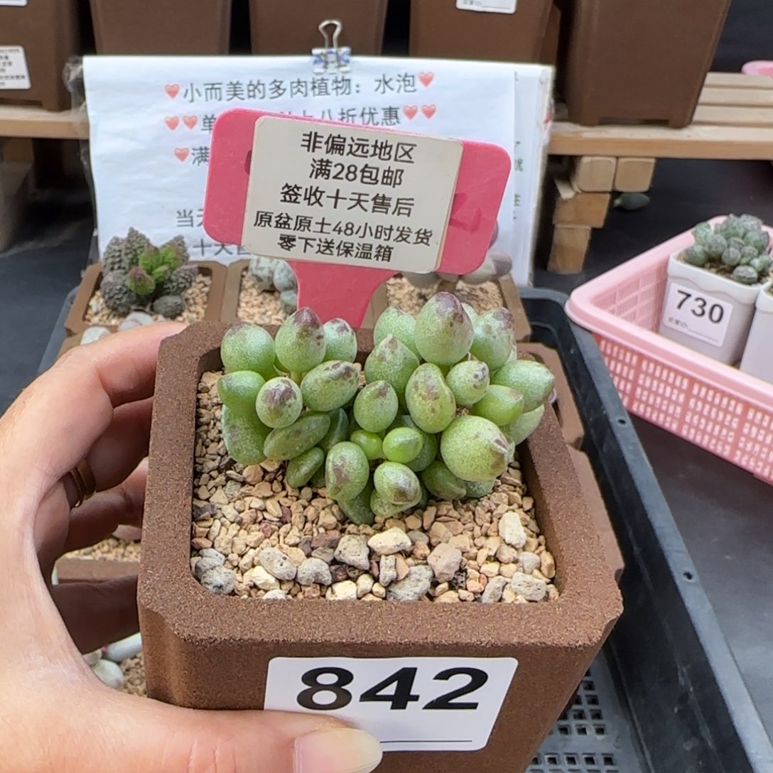 842鼓槌多肉的植物