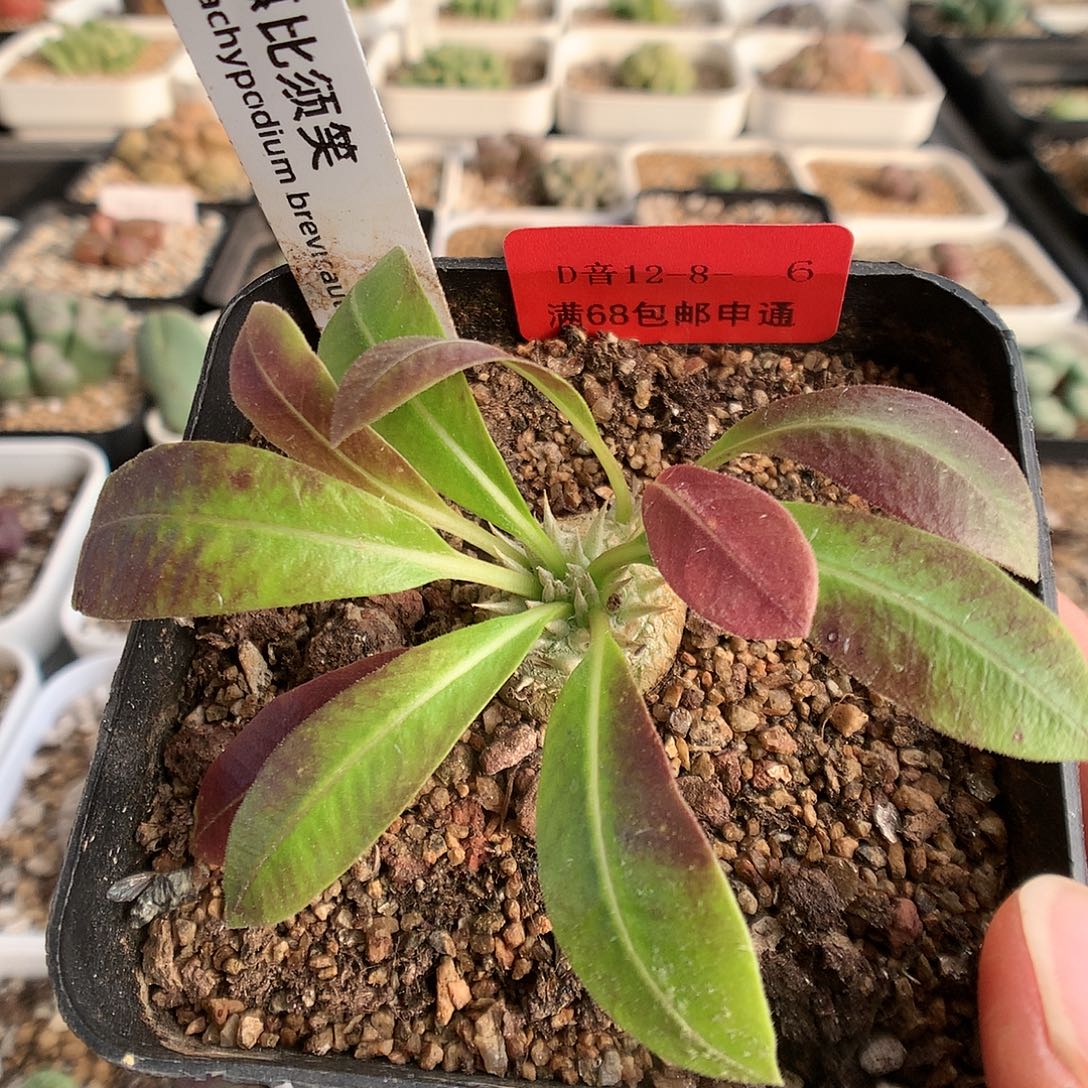 12-8-6 惠比须笑一颗