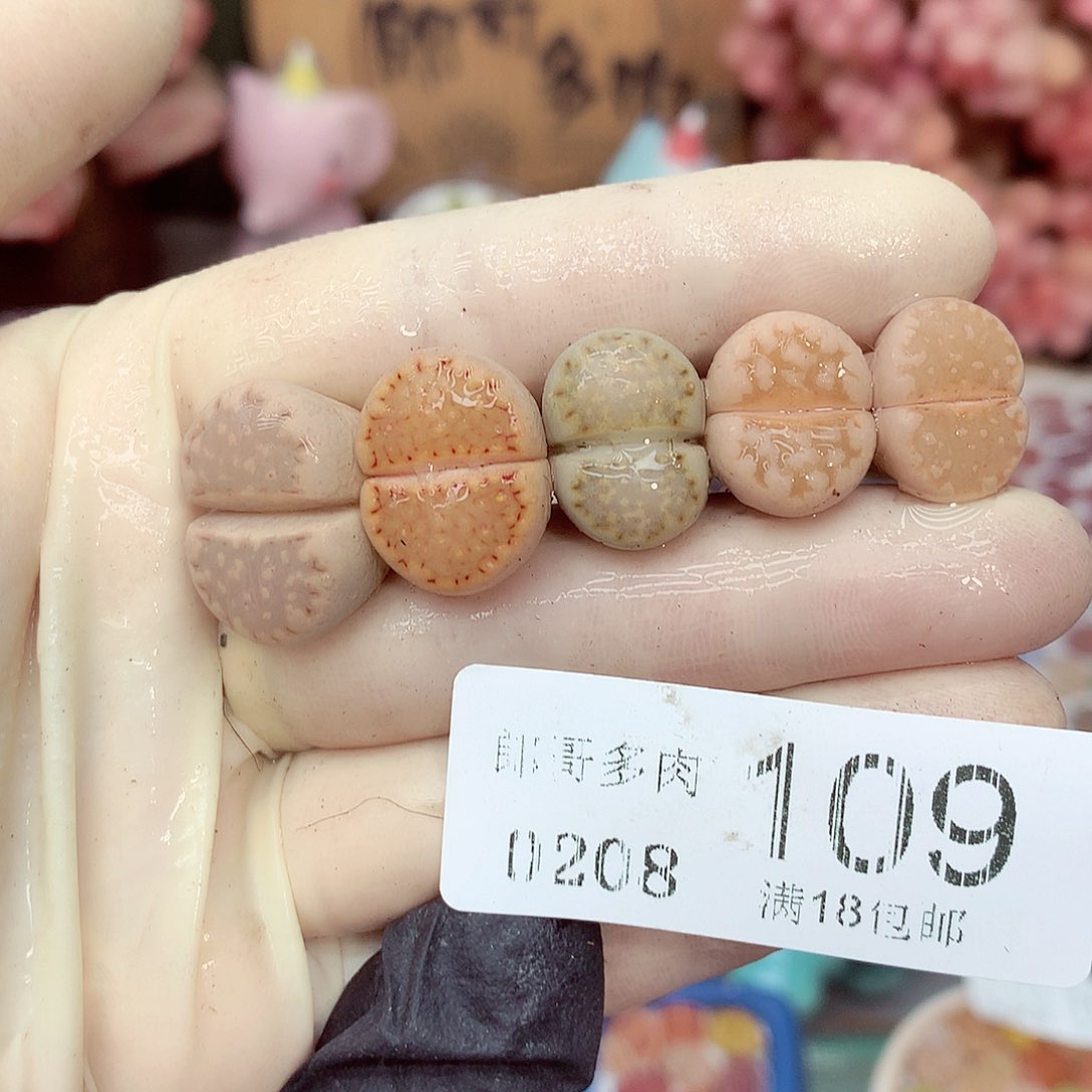 生石花满18包邮8-109