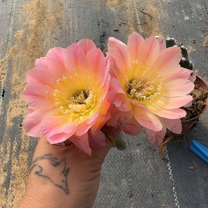 282瑕疵仙人球掰花脱土发货