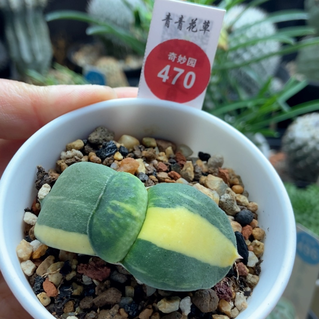 卧牛锦一颗仙人球 665878