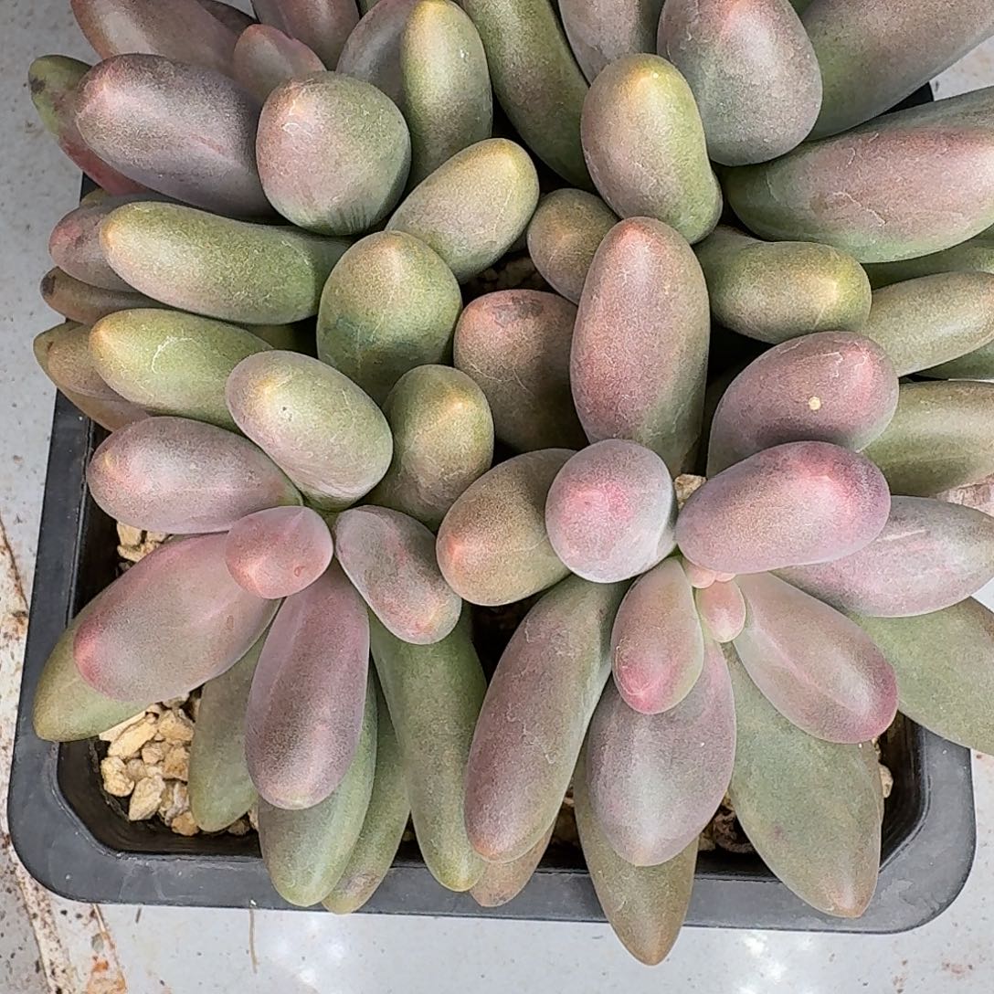 A***夏苏夏多肉糖果发货