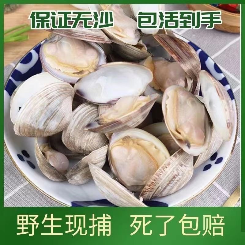 顺风包邮微山湖纯生态野生蚬子顺丰包邮新鲜
