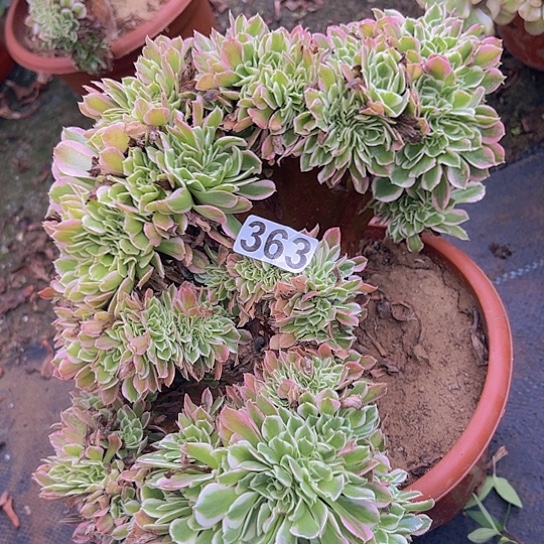 ꧁***꧂多肉植物一个白凤追有开裂