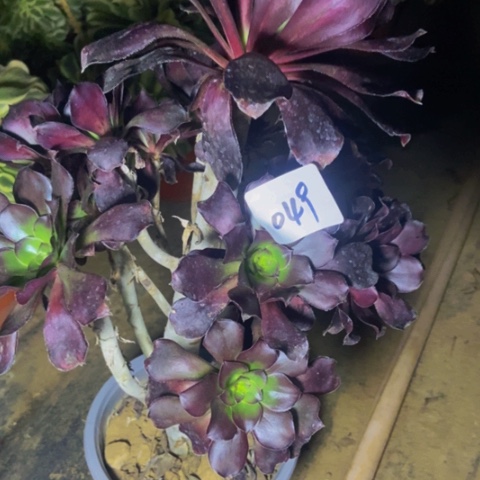 无毒红酒杯多肉植物49多肉