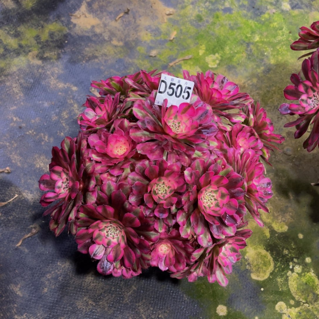 50500红铜超白锦福利