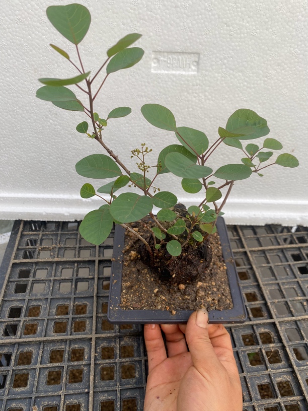 黄栌.黄荆镂空怪桩一年四季好养易活.直播间一物一拍