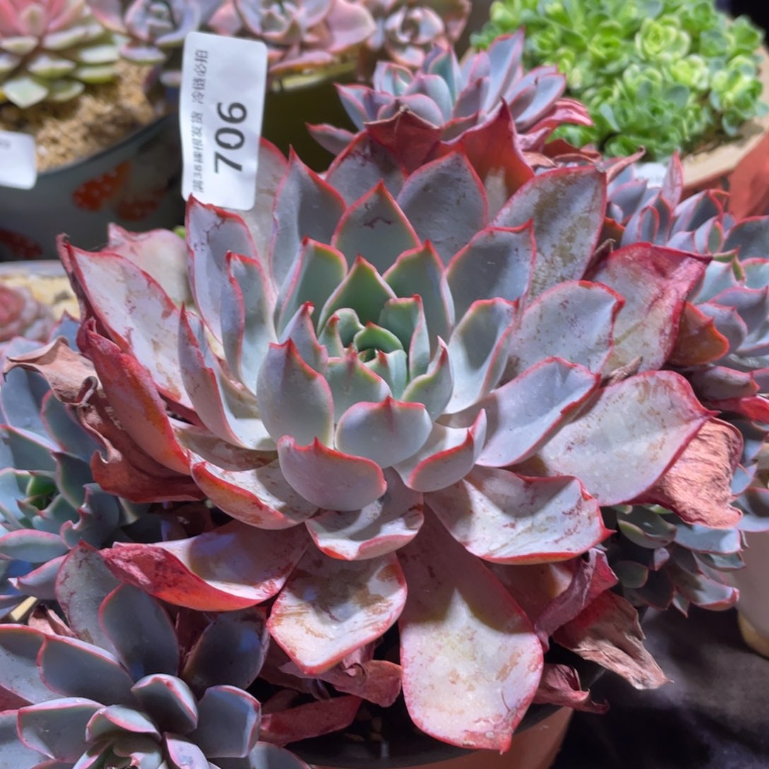 706赫拉群生多肉植物