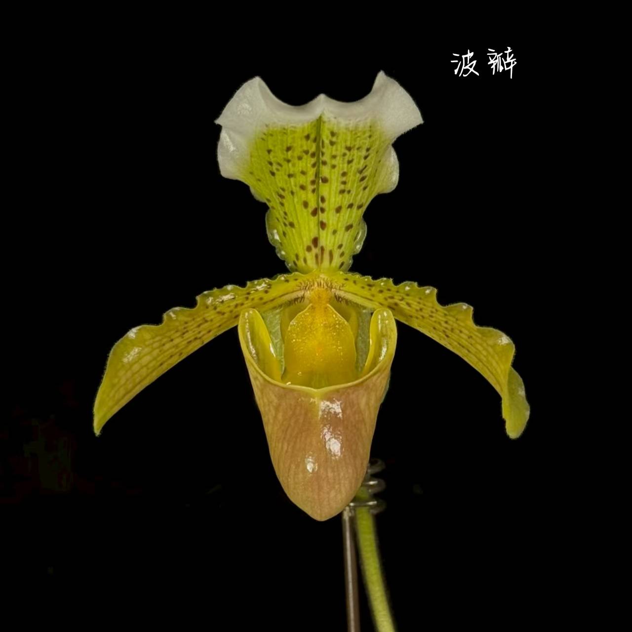 人工种植波瓣兜兰盆栽顺丰包邮植迷不误贵州基地直发