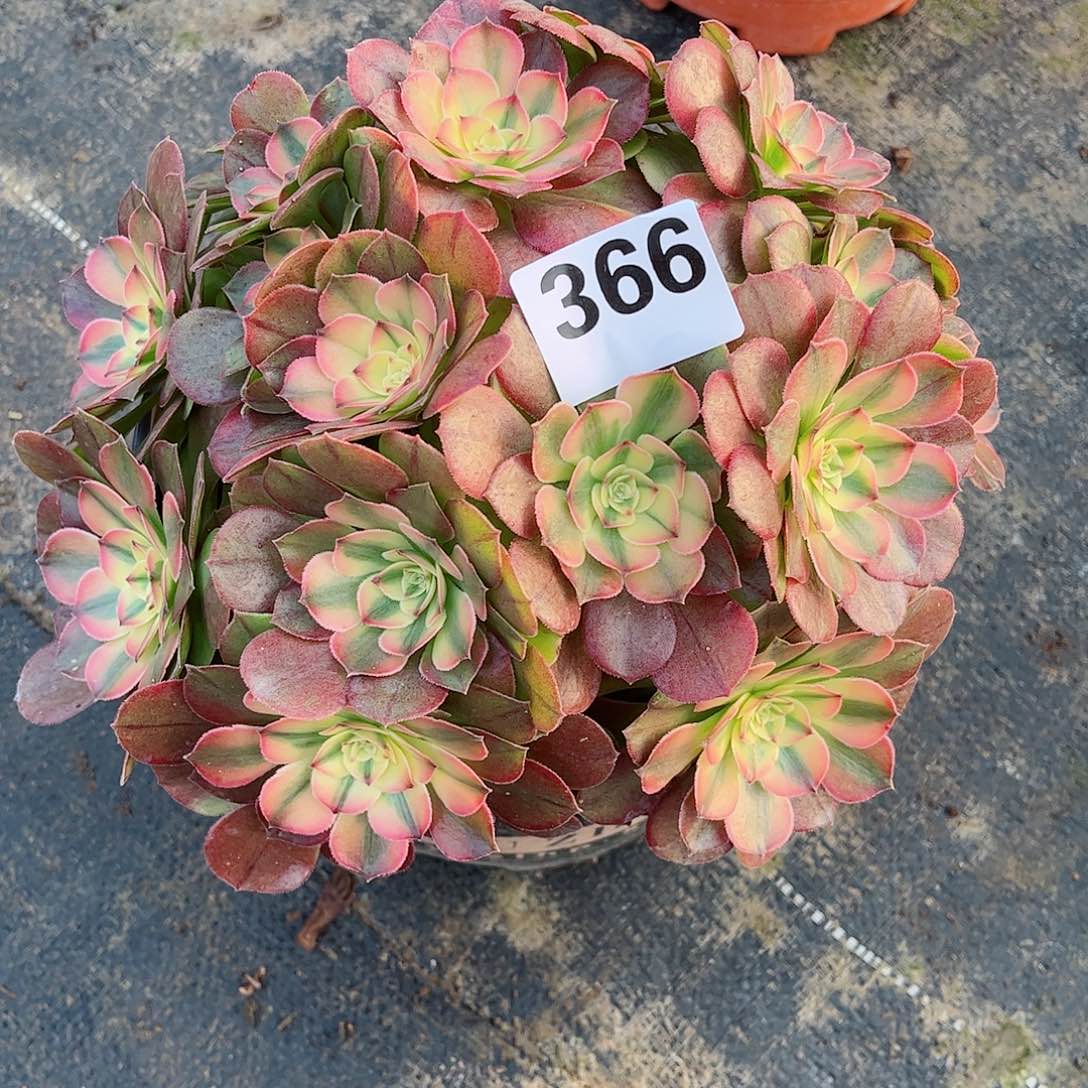 无花朵多肉植物366绿提