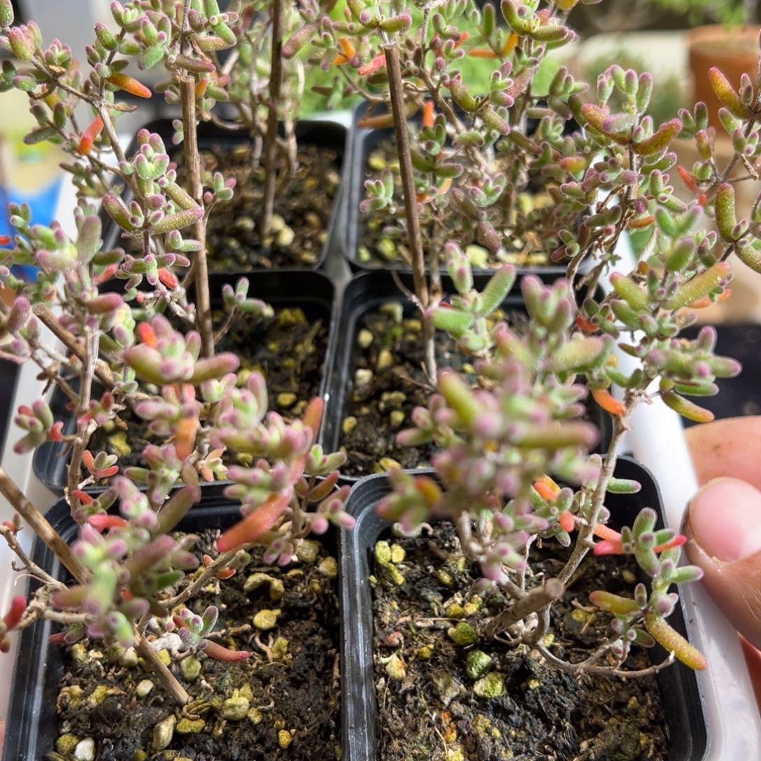 紫砂糖锦55杯老桩