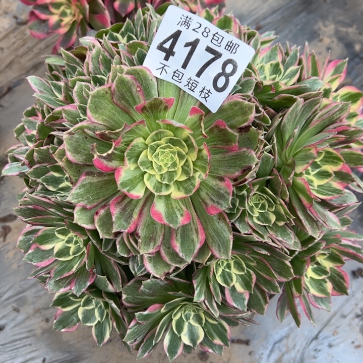4178海王多肉植物法师