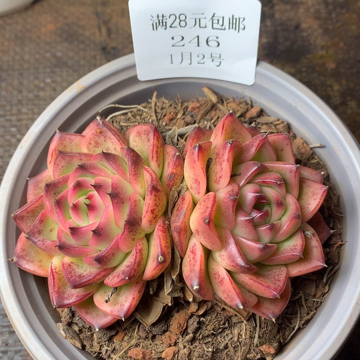 【闪购商品】云246号