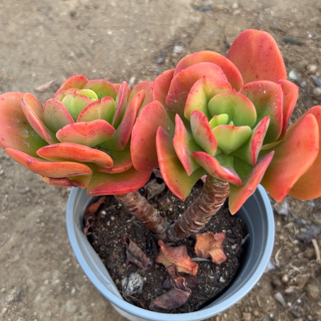 多肉植物红梅老庄