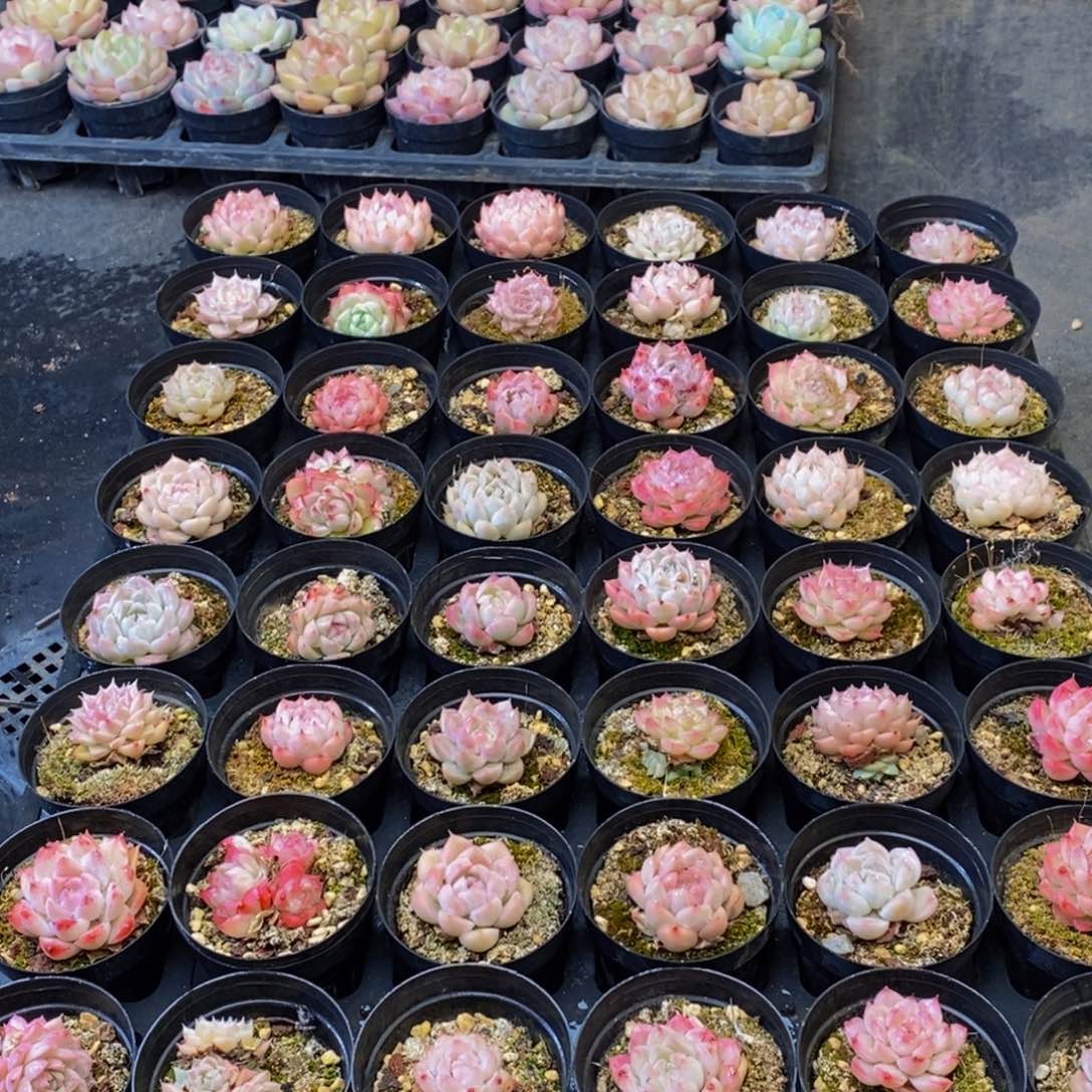 752多肉植物保护研究所所长助理