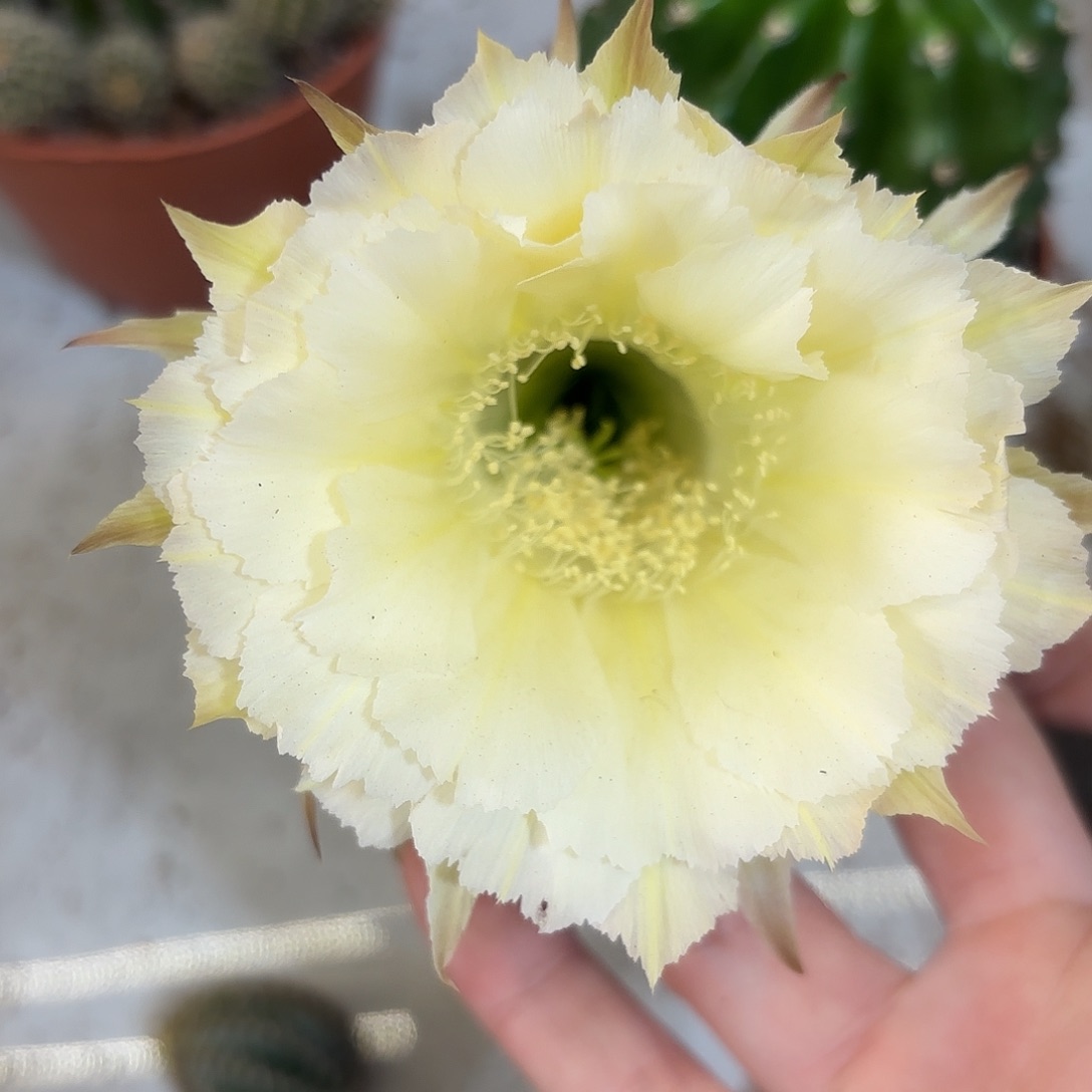 彩草1-58号7.5公分左右